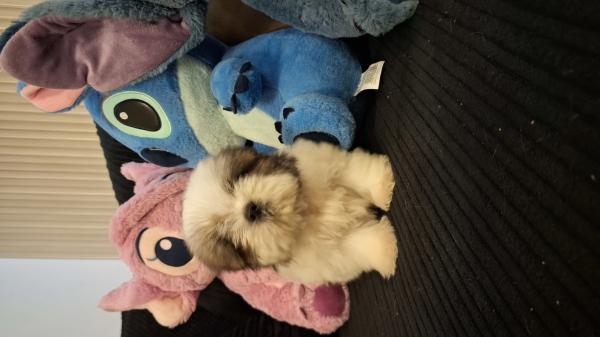 גורי מיני שיצו קטנטנים נדירים