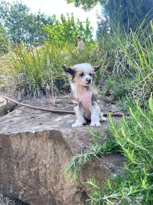 גורים מקסימים של כלב סיני