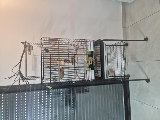 כלוב גדול לתוכי (לא דומה