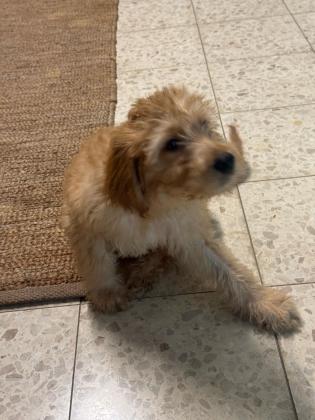 מחפשים להכניס אושר הביתה?גורת גולדן