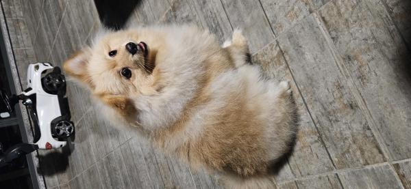 גור בן 8 חודשים מדהים