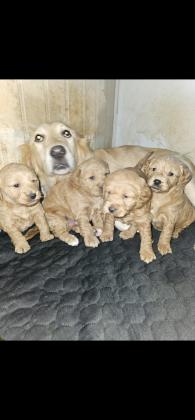 גורי גולדן דודל אמא גודלן