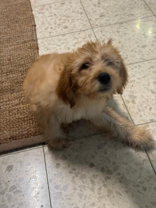 מחפשים להכניס אושר הביתה?גורת גולדן