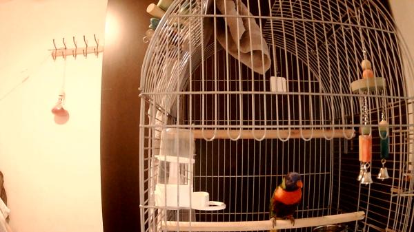 בס"דלורי סווינסון האכלת יד בדוקה