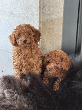 2 זכרים פודל טוי גזעים