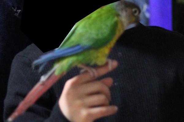 תוכי קוניור גריצ'יק ילו סיידד