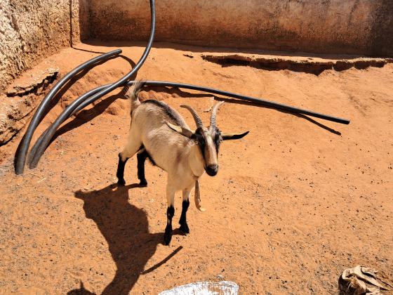 3 עיזים2 אלפיניות בנות שנה