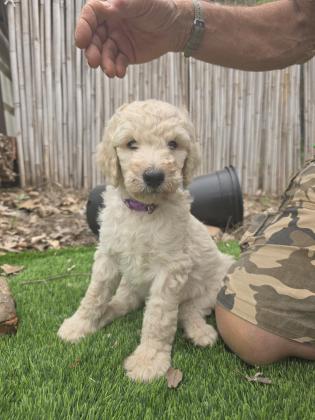 גורי פודל ענק