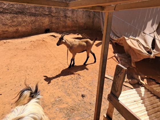 3 עיזים2 אלפיניות בנות שנה