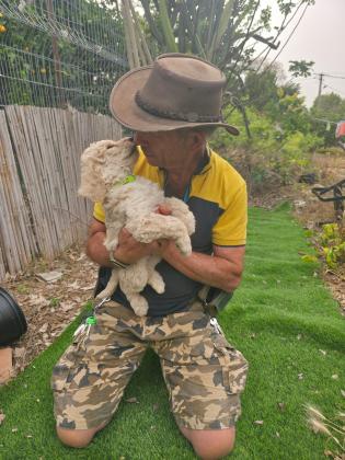 גורי פודל ענק