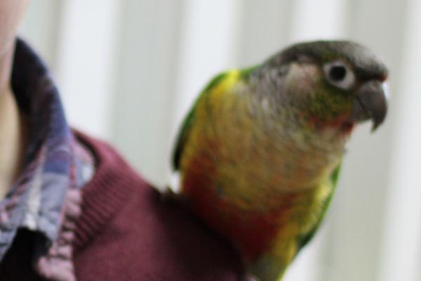 תוכי קוניור גריצ'יק ילו סיידד