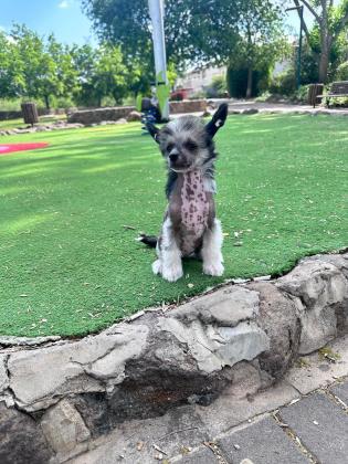 גורים מקסימים של כלב סיני