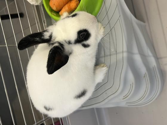 ארנב ננסי בין 4 וחצי