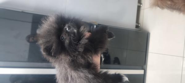 פומריין מהממם בני חודשיים המלטה ביתית