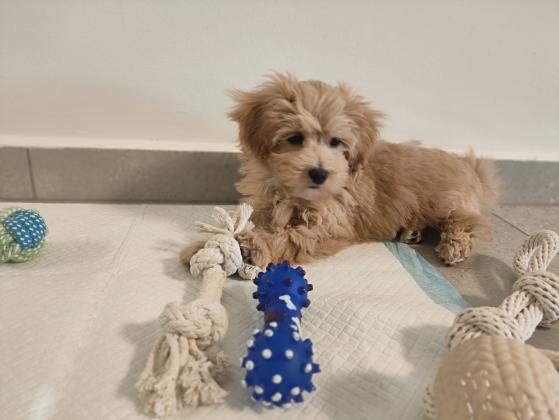 מלטיפו, פודל טוי מעורב עם