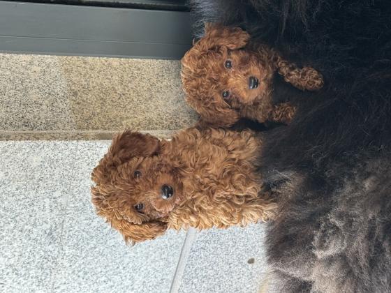 2 זכרים פודל טוי גזעים