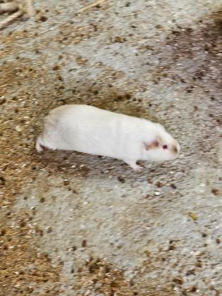 למכירה שני שרקנים בני שנה