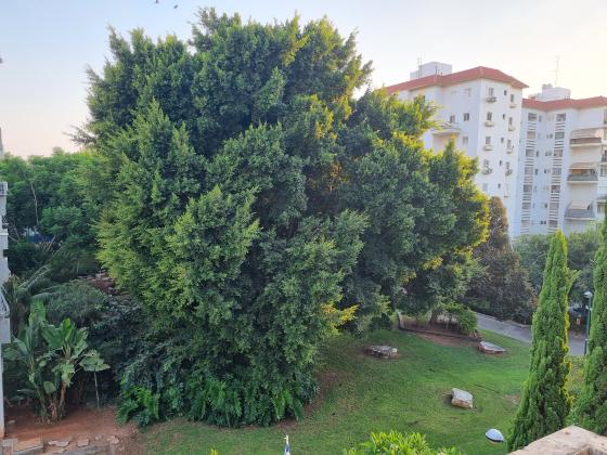 האקליפטוס 9, מוצקין, כפר סבא