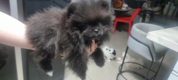 פומריין מהממם בני חודשיים המלטה ביתית