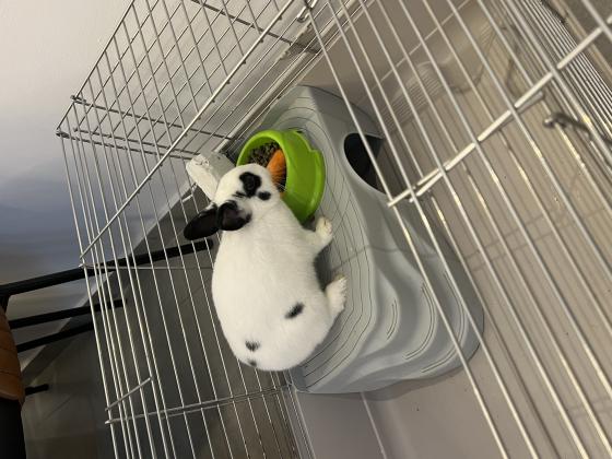 ארנב ננסי בין 4 וחצי