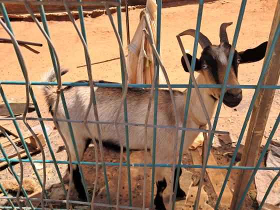 3 עיזים2 אלפיניות בנות שנה