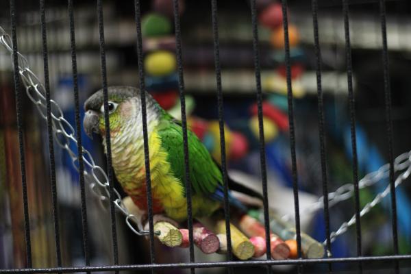 תוכי קוניור גריצ'יק ילו סיידד