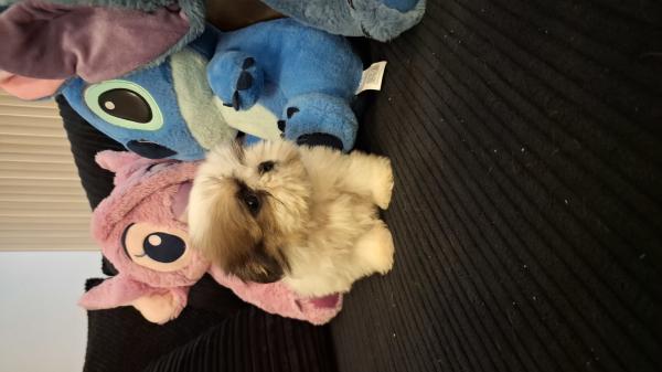 גורי מיני שיצו קטנטנים נדירים