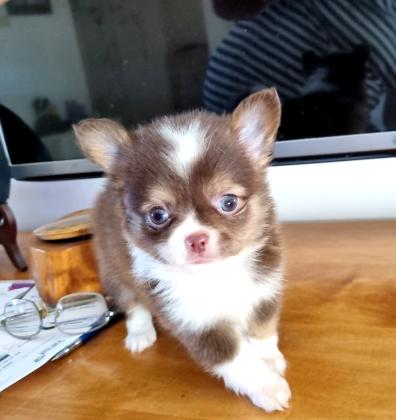 גורי צ'יוואווה