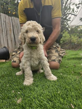 גורי פודל ענק