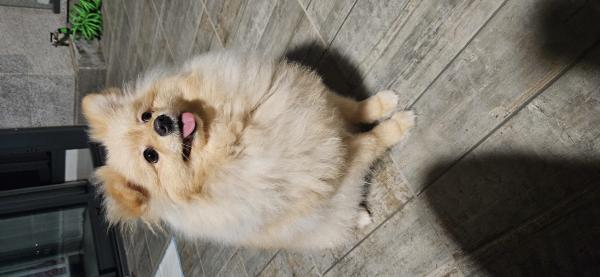 גור בן 8 חודשים מדהים