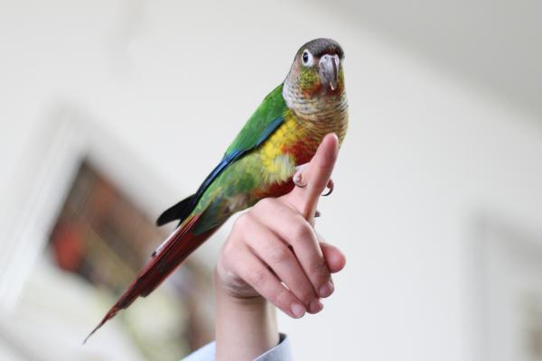 תוכי קוניור גריצ'יק ילו סיידד