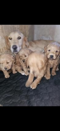 גורי גולדן דודל אמא גודלן