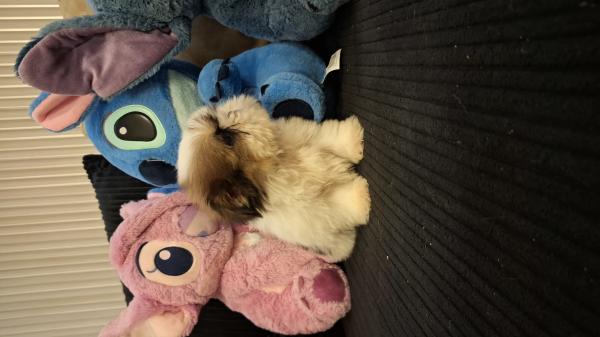 גורי מיני שיצו קטנטנים נדירים