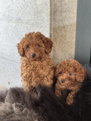 2 זכרים פודל טוי גזעים