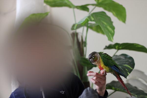 תוכי קוניור גריצ'יק ילו סיידד