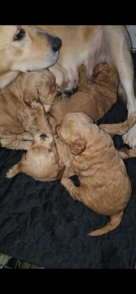 גורי גולדן דודל אמא גודלן