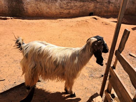 3 עיזים2 אלפיניות בנות שנה