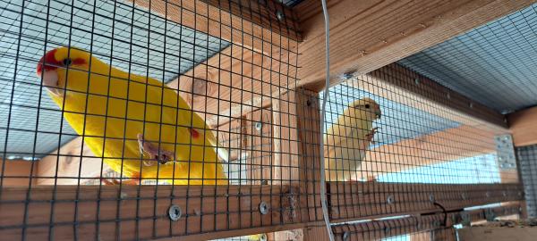 חיסול מלאי ממגדל ותיק (מעל