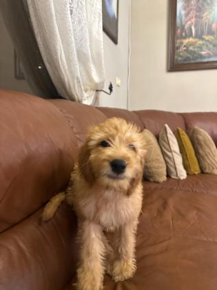 מחפשים להכניס אושר הביתה?גורת גולדן