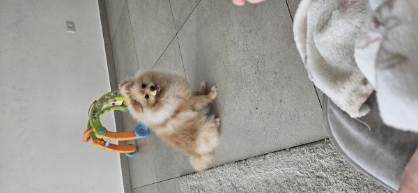 גור בן 8 חודשים מדהים