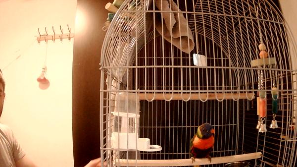 בס"דלורי סווינסון האכלת יד בדוקה