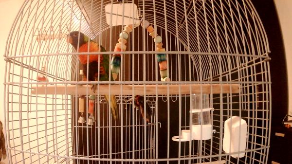 בס"דלורי סווינסון האכלת יד בדוקה