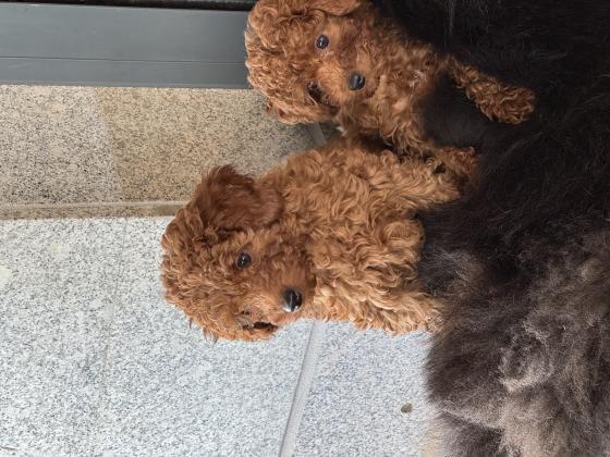 2 זכרים פודל טוי גזעים