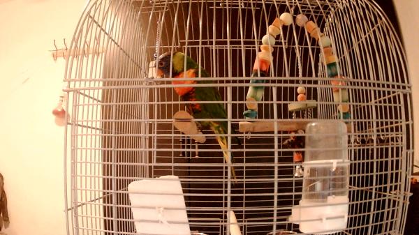 בס"דלורי סווינסון האכלת יד בדוקה