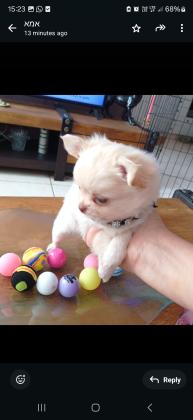 גורה בת חודשיים, מחוסנת לפי הגיל