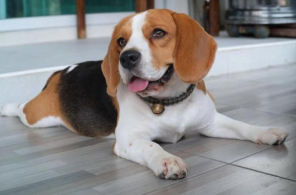 גורת ביגל pocket בת שנה