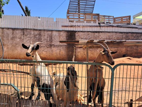 3 עיזים2 אלפיניות בנות שנה