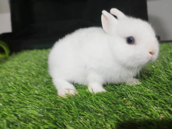 ארנבים ננסיים גזעיים מחוות הגידול