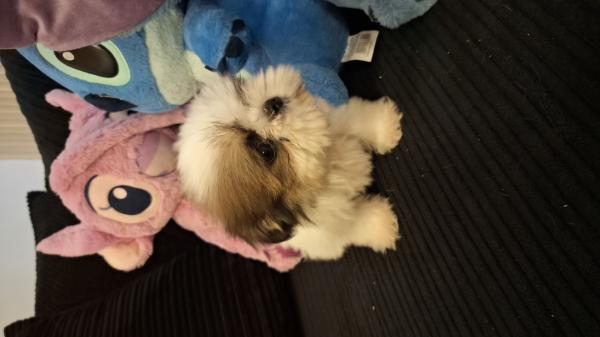 גורי מיני שיצו קטנטנים נדירים