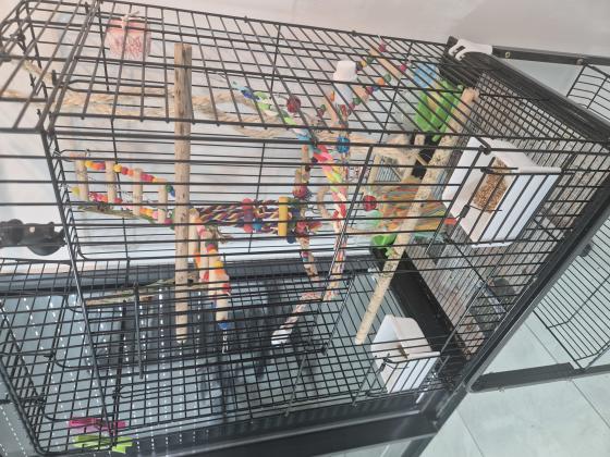 כלוב גדול לתוכי (לא דומה